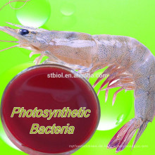 Mikrobieller Futterzusatz für Fischgarnele Krabbenschildkröte, photosynthetische Bakterien